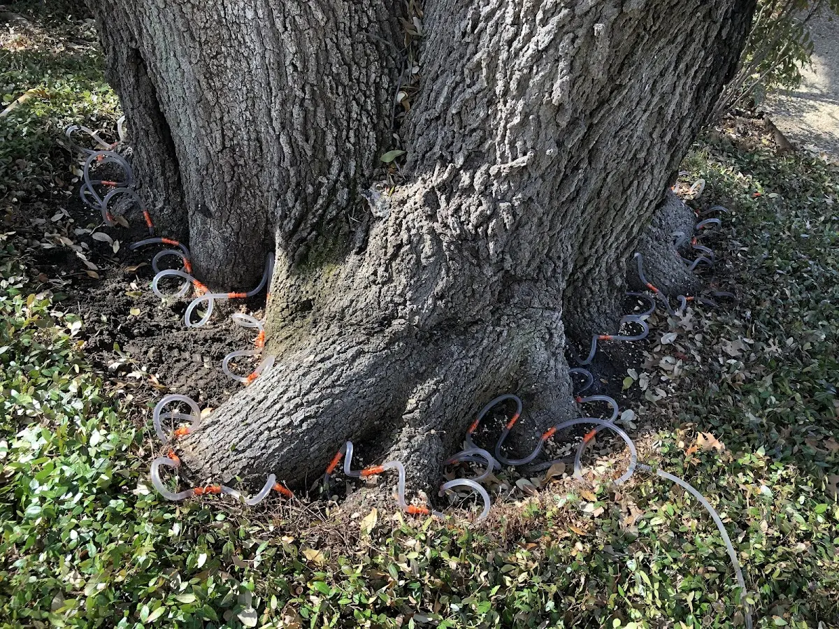 Detailed Tree Cabling and Bracing job site in Emigsville