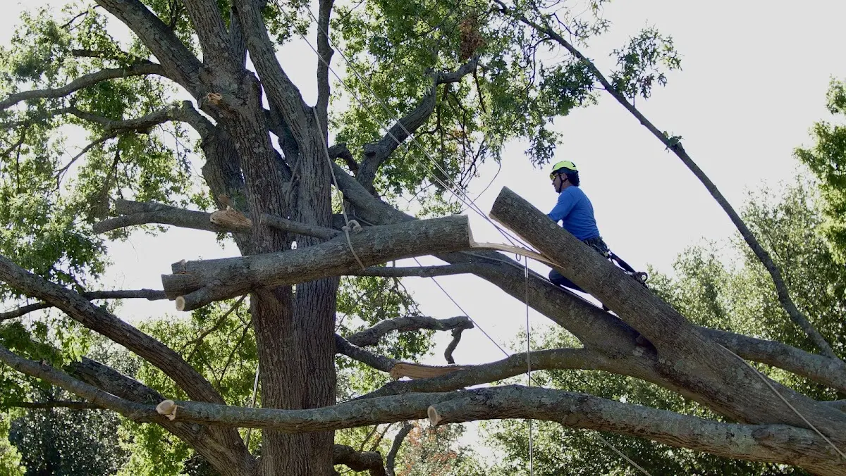 Professional Crown Thinning performed by certified arborists in Emigsville
